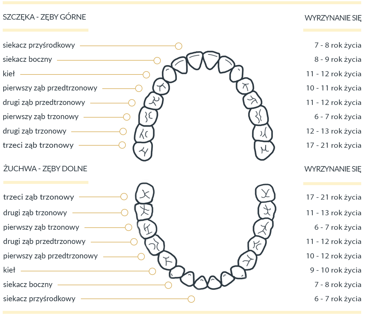 Все ли зубы молочные у детей меняются. Схема прорезывания коренных зубов. Коренные зубы у детей схема прорезывания. Схема молочных и постоянных зубов. Схема смены молочных зубов на постоянные.