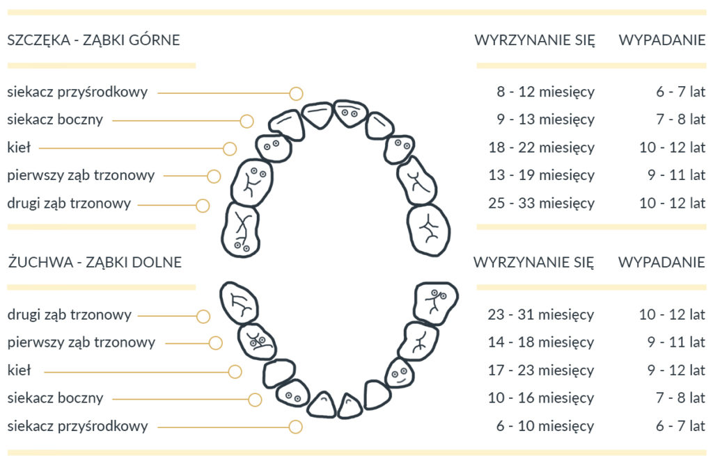 okresy wyrzynania się i wypadania zębów mlecznych