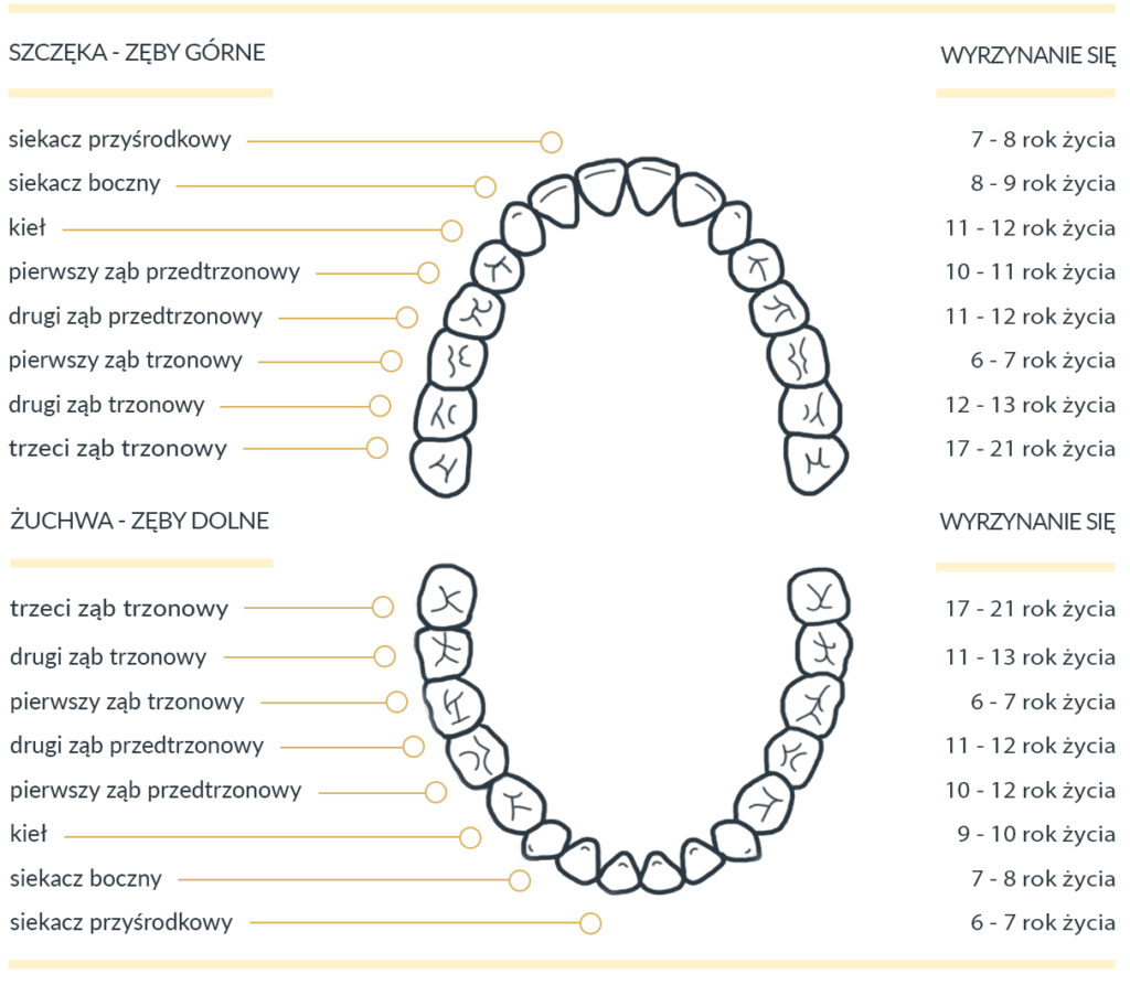 okresy wyrzynania się zębów STAŁYCH
